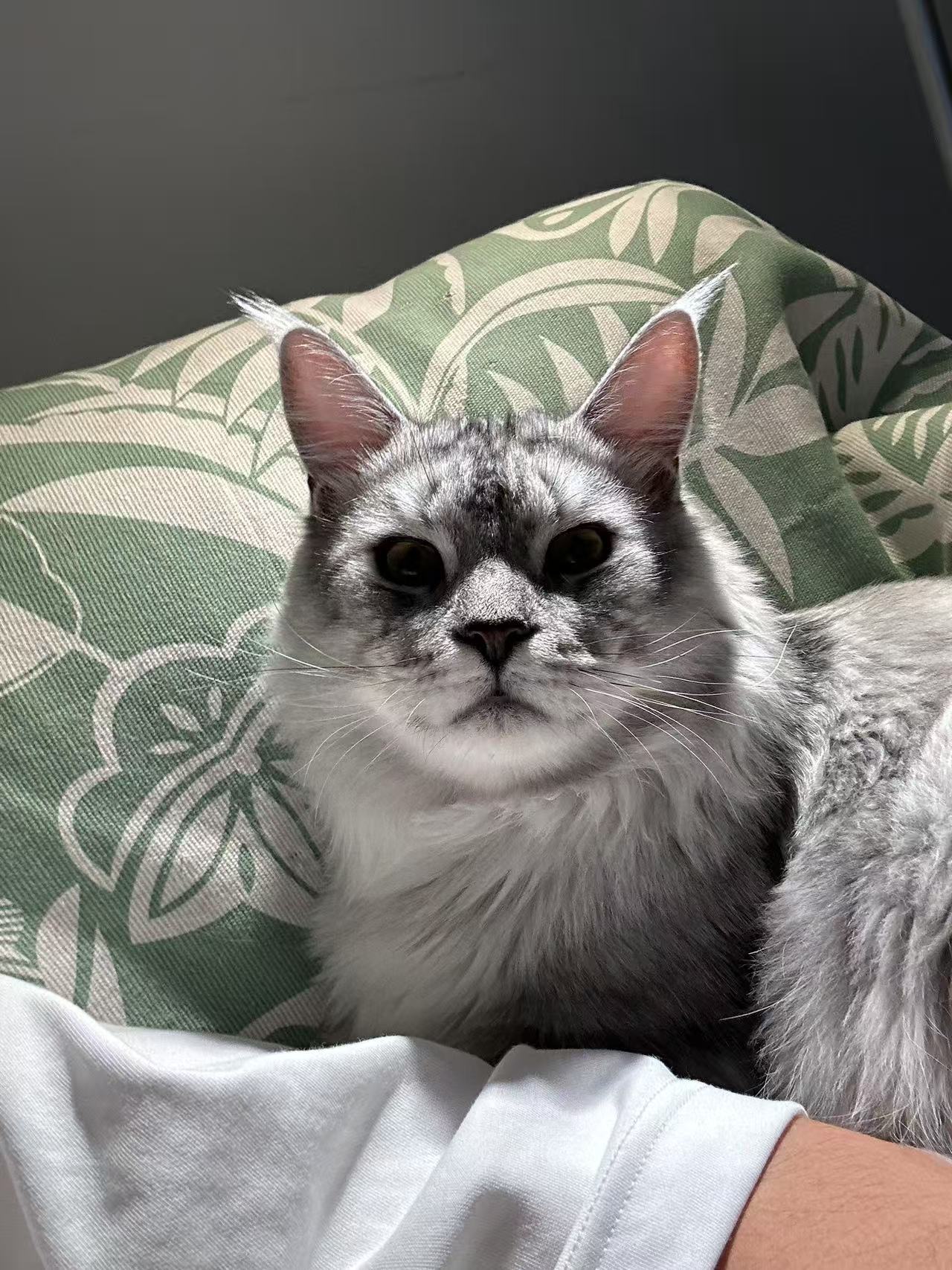 Cat Experience preview